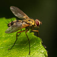 images/small/small_DSC07934-Edit.jpg