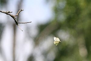 images/small/small_IMG_0863-copy.jpg