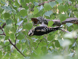 images/small/small_IMG_2613_edited-1.jpg