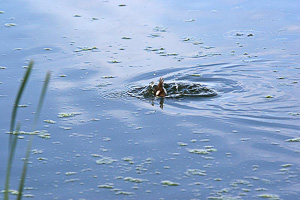 images/small/small_IMG_4266_edited-1.jpg