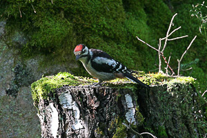 images/small/small_IMG_6115_edited-1.jpg